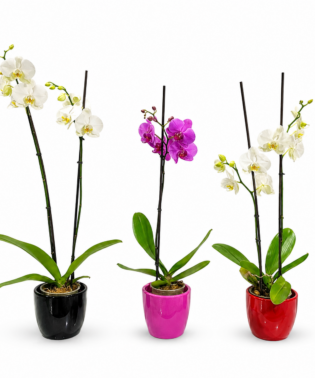 Orquídeas