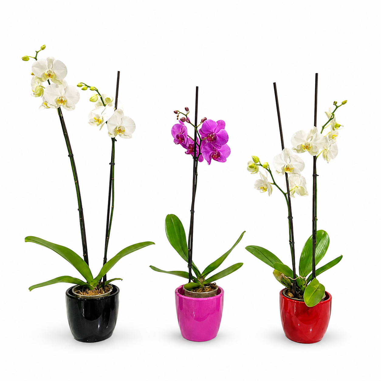 Orquídeas